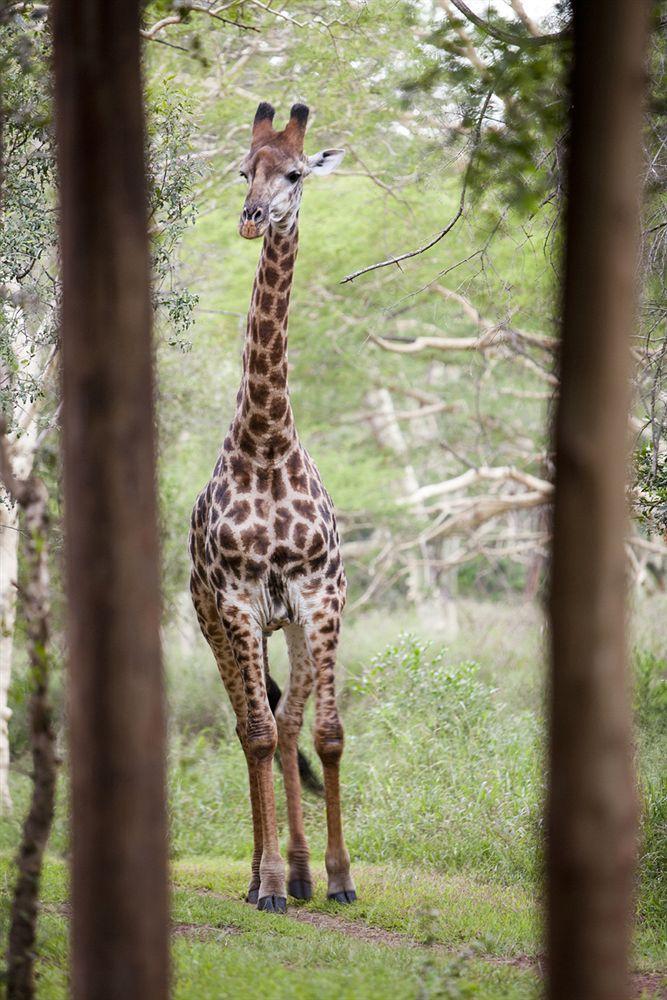 هلوهلوي Zululand Safari Lodge المظهر الخارجي الصورة